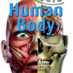 100 Facts Human Body